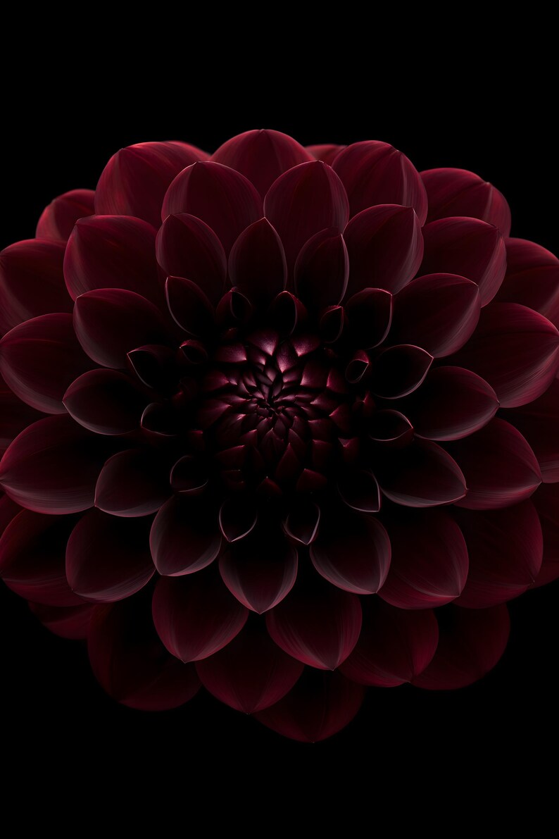 Black Dahlia Print, Dark Academia Wall Art, Gothic Cabinet of Curiosities Decor, Digital Download image 8