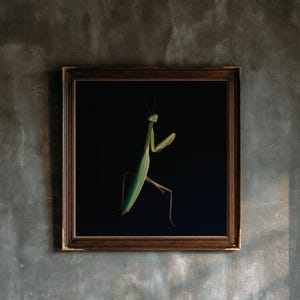May include: A framed wall art piece featuring a green praying mantis centered against a solid black background. The artwork is enclosed in a dark brown wooden frame with a decorative inner edge, showcasing the insect's long body and thin legs.