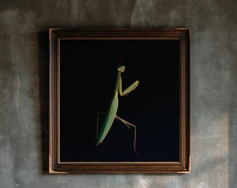 May include: A framed wall art piece featuring a green praying mantis centered against a solid black background. The artwork is enclosed in a dark brown wooden frame with a decorative inner edge, showcasing the insect's long body and thin legs.
