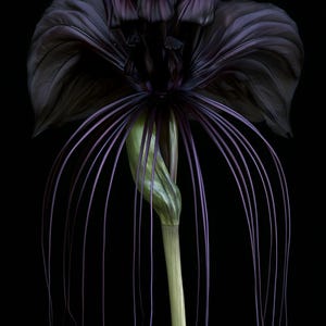 Black Bat Flower Print, Dark Academia Gothic Wall Art (Digital Download) image 8