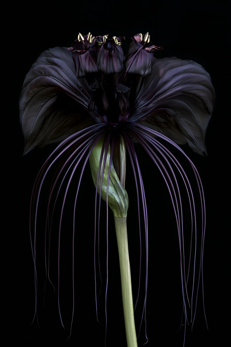 Black Bat Flower Print, Dark Academia Gothic Wall Art (Digital Download) image 8