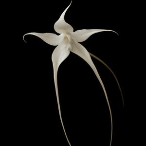 Ghost Orchid Print, Dark Academia Wall Art, Gothic Cabinet of Curiosities Decor, Digital Download image 9