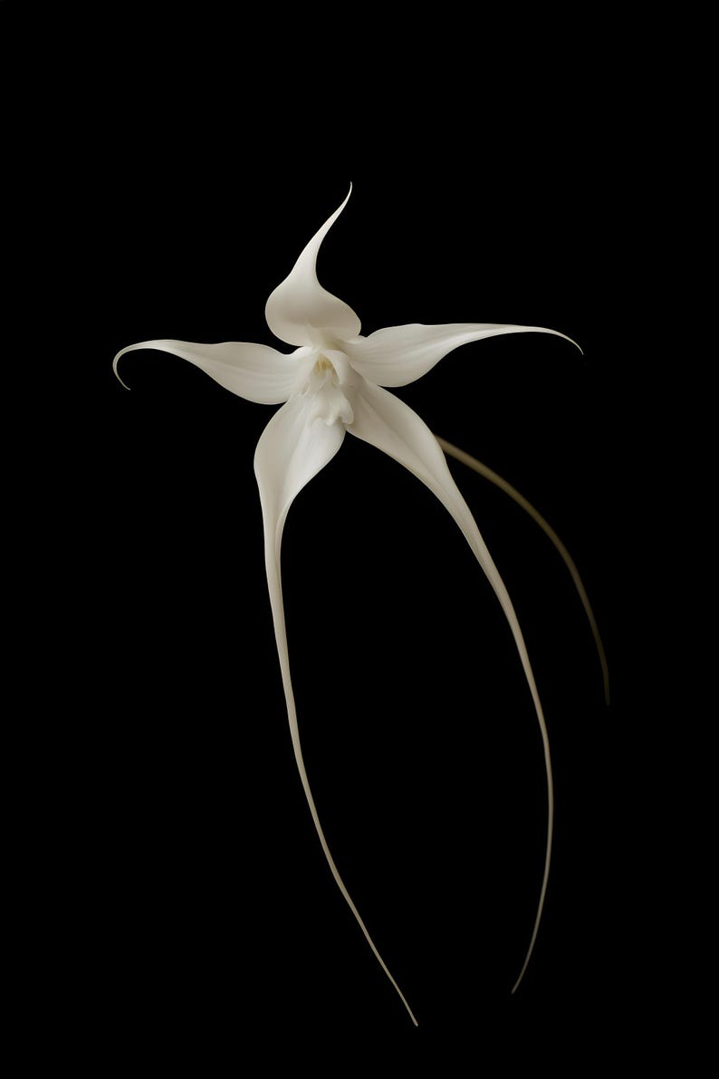 Ghost Orchid Print, Dark Academia Wall Art, Gothic Cabinet of Curiosities Decor, Digital Download image 9