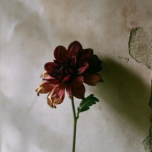 May include: A single dahlia flower with deep burgundy petals that transition to faded, withered tan edges. The flower is attached to a thin, straight green stem with a small green leaf extending from the side, showing natural signs of aging.