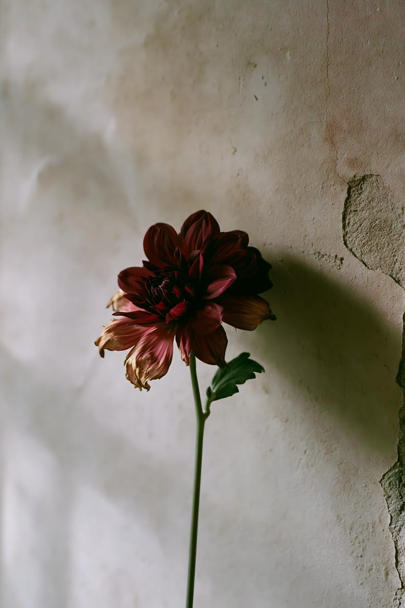 May include: A single dahlia flower with deep burgundy petals that transition to faded, withered tan edges. The flower is attached to a thin, straight green stem with a small green leaf extending from the side, showing natural signs of aging.