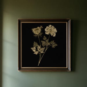 Queen Anne's Lace Herbarium Print, Dark Academia Wall Art, Gothic Cabinet Decor (Digital Download) image 1