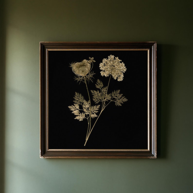 Queen Anne's Lace Herbarium Print, Dark Academia Wall Art, Gothic Cabinet Decor (Digital Download) image 1