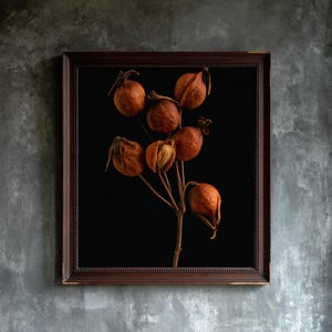 May include: A framed wall art piece featuring a botanical study of a dried branch with several round, rust-colored seed pods against a solid black background. The frame is a dark brown wood with a beaded inner edge and a distressed finish.