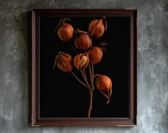 May include: A framed wall art piece featuring a botanical study of a dried branch with several round, rust-coloured seed pods against a solid black background. The frame is a dark brown wood with a beaded inner edge and a distressed finish.