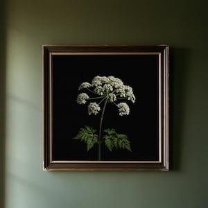 May include: A square framed wall art piece featuring a botanical illustration of a white cow parsley flower with green leaves against a solid black background. The frame is dark brown with a thin gold inner border, displayed on a wall.