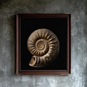 Stampa di un fossile di ammonite a spirale, arte murale dark academia (download digitale) immagine 1