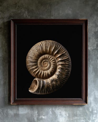 Spiraled Ammonite Fossil print from the Duskwood Fell shop