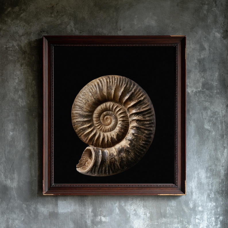 Stampa di un fossile di ammonite a spirale, arte murale dark academia (download digitale) immagine 1