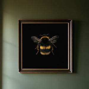 May include: A square framed wall art piece featuring a detailed, high-contrast photograph of a fuzzy bumblebee with black and yellow stripes and translucent wings centered against a solid, deep black background within a dark brown wooden frame.