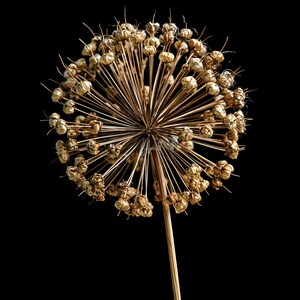 May include: A dried allium flower head with a spherical shape, featuring numerous small, golden-brown seed pods attached to thin, radiating stems. The structure is supported by a single, straight, slender stalk against a solid black background.