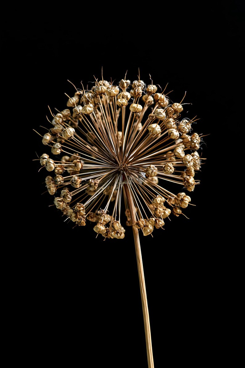 May include: A dried allium flower head with a spherical shape, featuring numerous small, golden-brown seed pods attached to thin, radiating stems. The structure is supported by a single, straight, slender stalk against a solid black background.