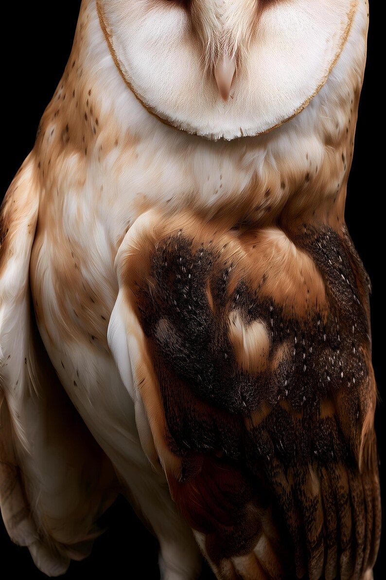 Barn Owl Print, Dark Academia Wall Art, Gothic Cabinet of Curiosities Decor, Digital Download image 4