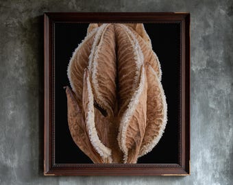 Peut inclure: Une œuvre d'art murale encadrée représentant un gros plan d'une gousse de graines fibreuse, brune et séchée, avec un bord texturé et frangé sur un fond noir uni. L'œuvre est insérée dans un cadre en bois brun foncé à bordure intérieure.