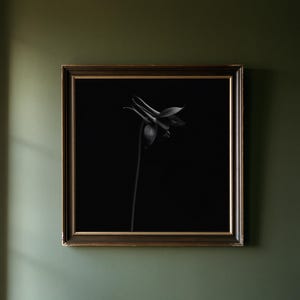 May include: A square framed wall art piece featuring a black and white photograph of a single columbine flower. The flower is centred against a solid black background. The frame is dark brown with a thin gold inner border detail.