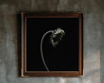 Könnte beinhalten: Ein quadratisches Wandbild in einem Rahmen, das eine kontrastreiche, monochrome Fotografie einer einzelnen, hängenden Sonnenblume vor einem tiefschwarzen Hintergrund zeigt. Der Rahmen ist dunkelbraun mit einem verzierten Innenrand.