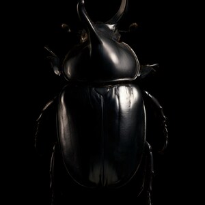 Rhinoceros Beetle Print, Dark Academia Wall Art, Gothic Cabinet of Curiosities Decor, Digital Download image 8