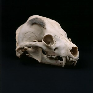 Animal Skull Print, Dark Academia Gothic Decor (Digital Download) image 13