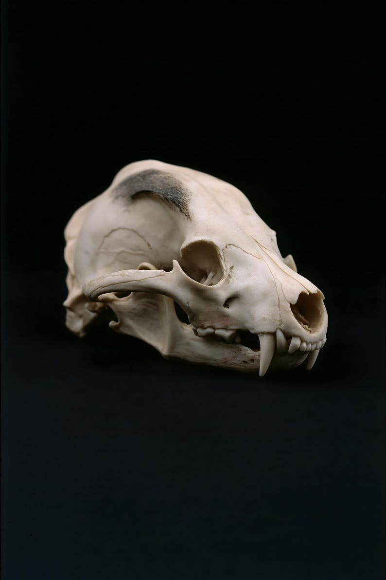 Animal Skull Print, Dark Academia Gothic Decor (Digital Download) image 13