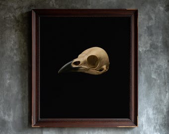 May include: A framed wall art piece featuring a beige bird skull with a dark beak centered against a solid black background. The artwork is enclosed in a dark brown wooden frame with a beaded inner edge, presenting a clear, high-contrast display.