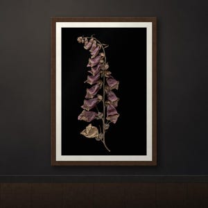 May include: A framed wall art print featuring a single dried foxglove flower stalk with muted purple and brown petals against a solid black background. The artwork is enclosed in a simple dark brown wooden frame with a white mat border.