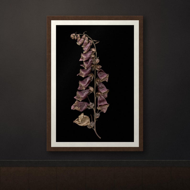May include: A framed wall art print featuring a single dried foxglove flower stalk with muted purple and brown petals against a solid black background. The artwork is enclosed in a simple dark brown wooden frame with a white mat border.