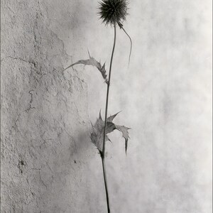 Puede incluir: Una fotograf&iacute;a en blanco y negro de una sola planta de cardo seca. La planta presenta una cabeza floral esf&eacute;rica y espinosa en la parte superior de un tallo largo y delgado, con dos hojas dentadas y puntiagudas sobre una pared texturizada.
