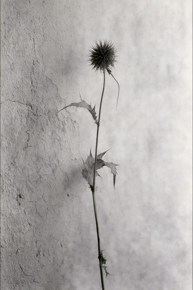 Puede incluir: Una fotograf&iacute;a en blanco y negro de una sola planta de cardo seca. La planta presenta una cabeza floral esf&eacute;rica y espinosa en la parte superior de un tallo largo y delgado, con dos hojas dentadas y puntiagudas sobre una pared texturizada.