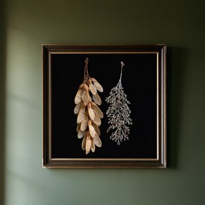 May include: A square framed wall art piece featuring a black background with two hanging botanical specimens. On the left, a cluster of light brown maple samara seeds. On the right, a delicate, dried, light-colored branching plant structure.