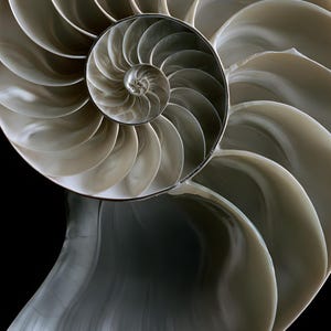 Lámina con sección transversal de concha de nautilo, arte mural de estilo Dark Academia, decoración gótica para armarios (descarga digital) imagen 4