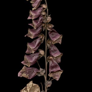May include: A dried foxglove flower stalk featuring multiple bell-shaped blossoms in shades of muted purple, mauve, and brown. The stem is thin and woody, supporting the withered, papery petals that hang downwards along the central vertical axis.