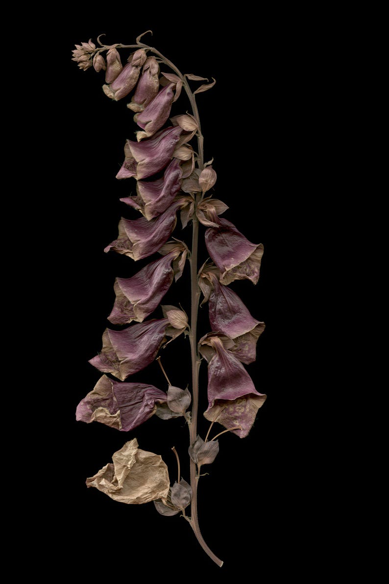 May include: A dried foxglove flower stalk featuring multiple bell-shaped blossoms in shades of muted purple, mauve, and brown. The stem is thin and woody, supporting the withered, papery petals that hang downwards along the central vertical axis.