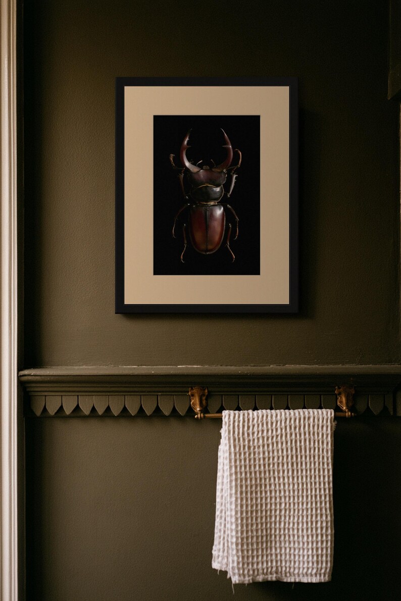Stag Beetle Print, Dark Academia Wall Art, Gothic Cabinet of Curiosities (Digital Download) image 10
