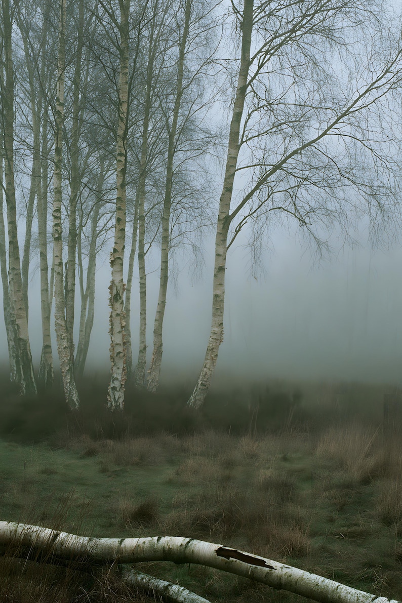 Silver Birch in Fog Print, Fallen Trunk Woodland Art, Misty Winter Bedroom Art image 4