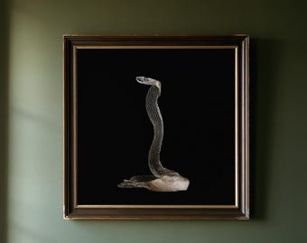 May include: A square framed wall art piece featuring a translucent, off-white snake shed skin displayed against a solid black background. The shed skin is coiled in an upright, serpentine posture within a dark brown frame with gold trim.