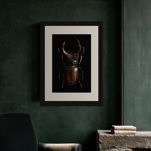 Stag Beetle Print, Dark Academia Wall Art, Gothic Cabinet of Curiosities (Digital Download) image 8