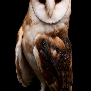 Barn Owl Print, Dark Academia Wall Art, Gothic Cabinet of Curiosities Decor, Digital Download image 8
