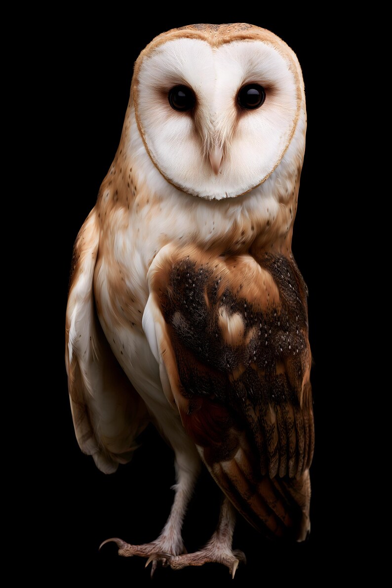 Barn Owl Print, Dark Academia Wall Art, Gothic Cabinet of Curiosities Decor, Digital Download image 8