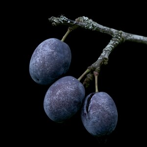 Damson Plums Print, Fruit on Twig Art, Dark Cottagecore Kitchen Art, Plum Blue Printable image 10