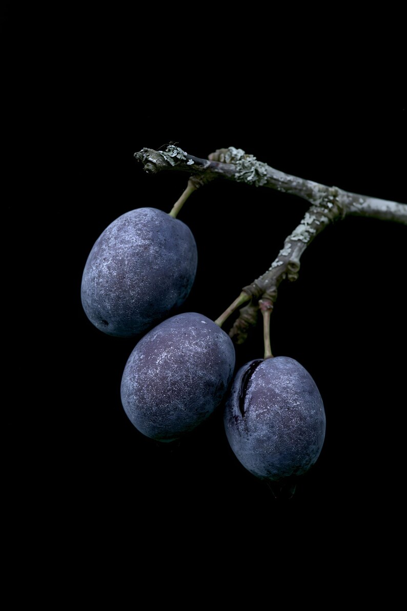 Damson Plums Print, Fruit on Twig Art, Dark Cottagecore Kitchen Art, Plum Blue Printable image 10