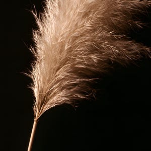 Pampas Grass Herbarium Print, Dark Academia Wall Art, Gothic Cabinet of Curiosities Decor, Digital Download image 4