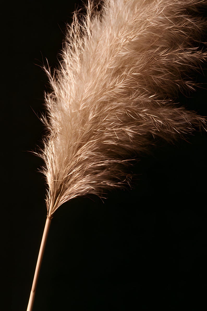 Pampas Grass Herbarium Print, Dark Academia Wall Art, Gothic Cabinet of Curiosities Decor, Digital Download image 4