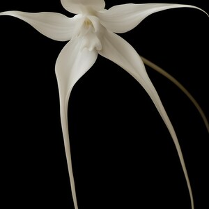 Ghost Orchid Print, Dark Academia Wall Art, Gothic Cabinet of Curiosities Decor, Digital Download image 5