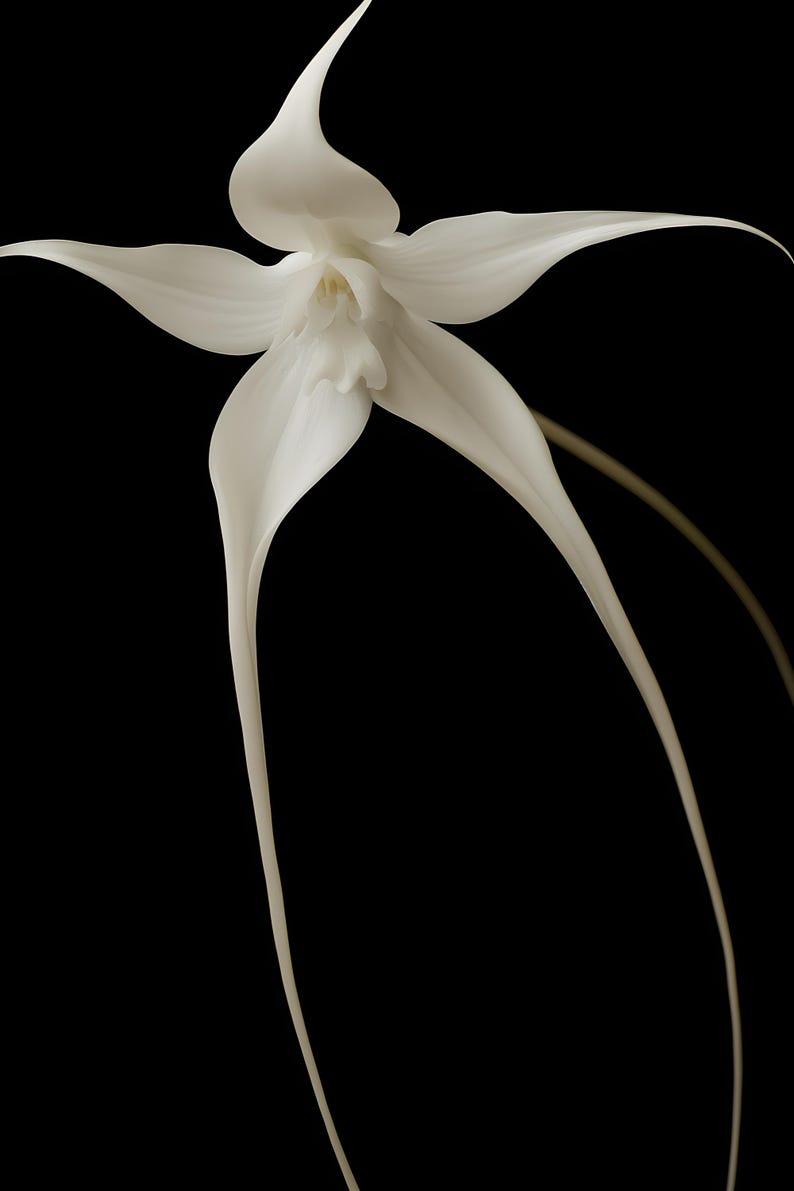 Ghost Orchid Print, Dark Academia Wall Art, Gothic Cabinet of Curiosities Decor, Digital Download image 5