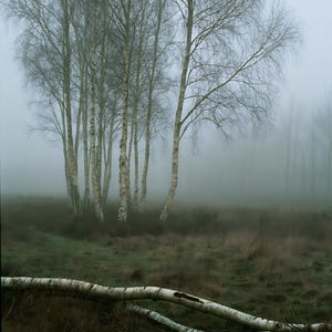 Silver Birch in Fog Print, Fallen Trunk Woodland Art, Misty Winter Bedroom Art image 10
