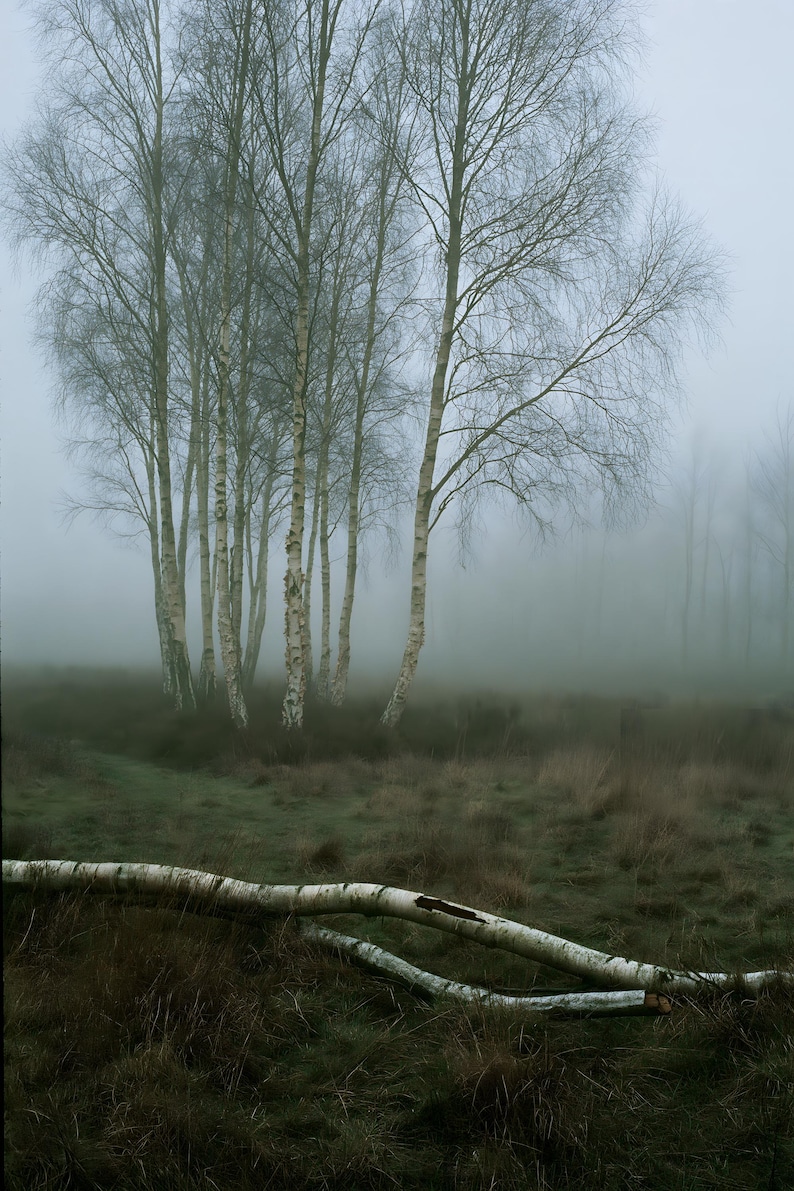 Silver Birch in Fog Print, Fallen Trunk Woodland Art, Misty Winter Bedroom Art image 10